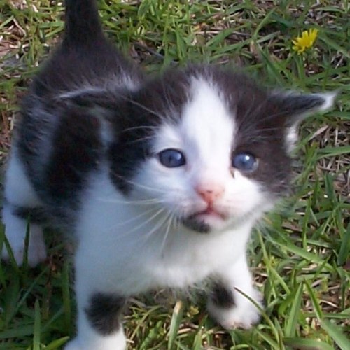 KittyLucyCat's profile picture. I Lucy, Please follow me? I no spam, I eat spam, I promise