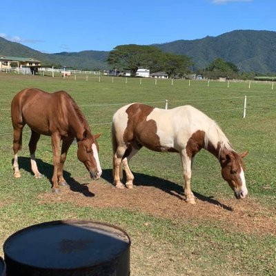 A low carb GP in Cairns, Australia, I am passionate about helping patients optimise their metabolic health by diet and lifestyle changes. And I ride my horse!