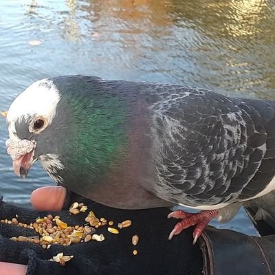 I made a separate account for photos of the local pigeons. Updated weekly-ish. Photos by me (@liminalitea), nail polish belongs to @lhardingwrites.