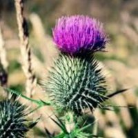 CAT Scotland (@catscotland1) Twitter profile photo