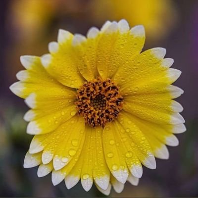 LACNOR1's profile picture. إذا تخاصمت مع شخص ما فلا تسمح لنفسك أن تنزلق إلى الخصومة مع المبادئ والقيم التي تؤمن بها، فإنك بذلك تدمر نفسك ....