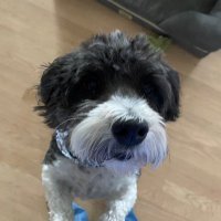 courtney #1776 🐶🇺🇸🍷🚛 (@courtney_manna) 's Twitter Profile