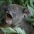 CaPTA1's profile image