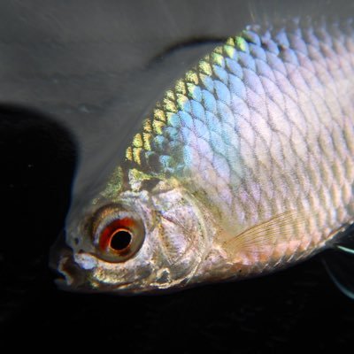 zeroichi77's profile picture. ゼロイチです。 長崎の釣り好きのおっさんです。 YouTubeやってます。よろしくお願いします。 #ゼロイチ #YouTube #長崎 #釣り #fishing