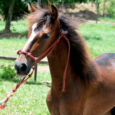 趣味は一口馬主 | 募集馬検討に役立つ情報を収集・発信| フォロー歓迎🐴 | noteに記事投稿 |一口馬友募集中