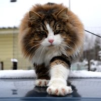 Sidelev Vitaliy (@alisaca31950594) 's Twitter Profile