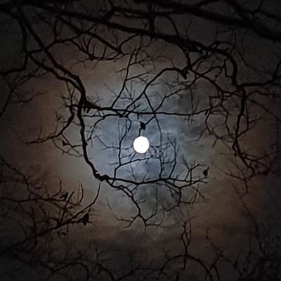 퐁당샘さんのプロフィール画像