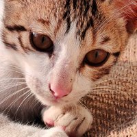 Kitten's Chronicles(@TheCatsTweets) 's Twitter Profile Photo