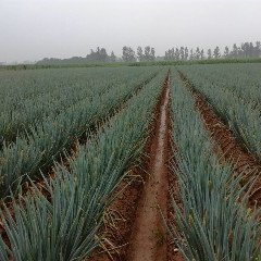 AmonteaShcin's profile picture. @jonniecake