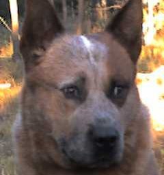 Cattledoggie's profile picture. True red australian cattle dog lover