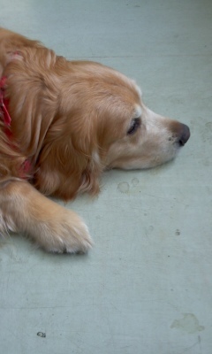 厚岸在住。ゴールデンレトリバーの愛犬と毎日、散歩！二日酔い多し。