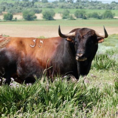 Y esto es así porque la bravura es fiereza y el toro, cuanto más bravo, más fiero y menos colaboracionista. ¡¡Fundas NO, regulación YA!! /// Pedro del Cerro