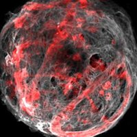 BeMIC - Barrias LAB (@bemic_blab) 's Twitter Profile Photo BeMIC - Barrias LAB (@bemic_blab) 's Twitter Profile Photo