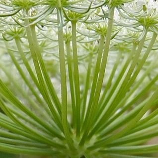 Umbellifex's profile picture. wherein he charts with mortifying clarity the constellation of his anxiety disorder