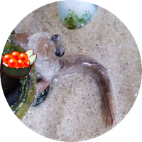 久田(保ɯɥʇʎɥɹ)陽子🦍🐞 (@3lo2lo2lo) Twitter profile photo