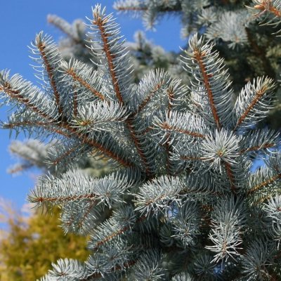 piceapungen's profile picture. The blue spruce (Picea pungens), also commonly known as green spruce, white spruce, Colorado spruce, or Colorado blue spruce, is a species of spruce tree.