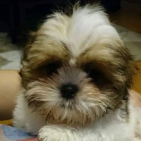 りのん (@fandmnono) 's Twitter Profile Photo りのん (@fandmnono) 's Twitter Profile Photo