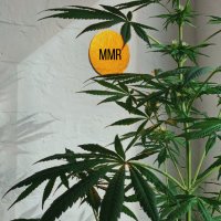Medical Marijuana Research(@MMarijuanaNews) 's Twitter Profile Photo