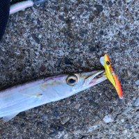 じーまん (@fishing_kamasu) 's Twitter Profile Photo じーまん (@fishing_kamasu) 's Twitter Profile Photo