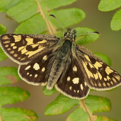 Highland Scotland Branch of Butterfly Conservation @savebutterflies. Follow for updates on happenings in the area! Profile Pic: Chequered Skipper, Iain Leach