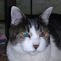 にゃんこ先生。 (@nyanko_sensei56) 's Twitter Profile