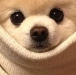 Mylez_io's profile picture. Freelance & Montage-Vidéo 🎬