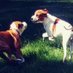 Ruby and Gus (Angel Punkie) (@punkiecowdog) Twitter profile photo