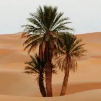🕋🐎حضارات العرب 🐪🌴(@RaUm148) 's Twitter Profile Photo