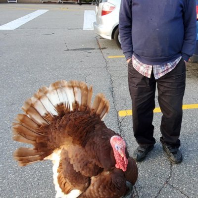 Grandpa with a turkey