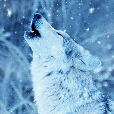 SSABUさんのプロフィール画像