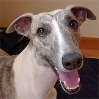 じろう (@pjjiro) Twitter profile photo