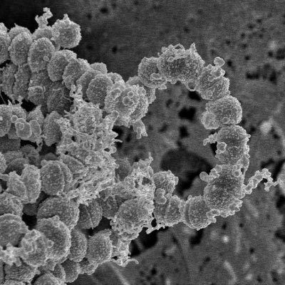 Biofilm_SIG Profile Picture