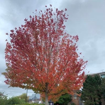 JulietOgundana's profile picture. Lady,