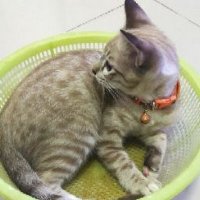 Fit Kab Noo Joy Ja คุณแม่ลูก 3 (@fitjoy) 's Twitter Profile