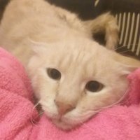 FİP HASTASI TARÇIN (@tarcinfip) Twitter profile photo