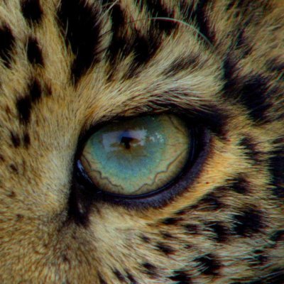 leecraso's profile picture. Alpha Lab.