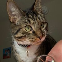 odin, god of zoomies (@odinien) 's Twitter Profile