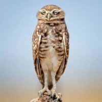 blue skiiiiies are all I see🦉 (@wickedsmartface) 's Twitter Profile Photo blue skiiiiies are all I see🦉 (@wickedsmartface) 's Twitter Profile Photo