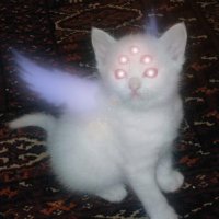 sam ☾ (@moonweenie) 's Twitter Profile