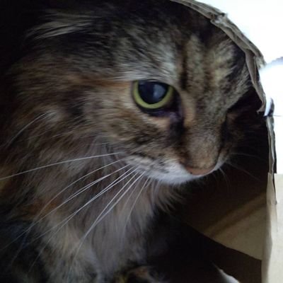 11130316's profile picture. ポケカ好きです❗️ニャース＼(^o^)／ニャース