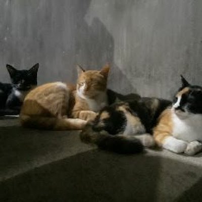Purr Lifeさんのプロフィール画像