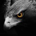 Blackeagel84 (@kucimilli) Twitter profile photo Blackeagel84 (@kucimilli) Twitter profile photo