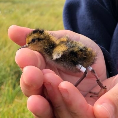 Birds, birds, birds (and unfortunately Everton). BTO S Ringer, RSPB Shetland sites manager. All views on here my own and do not represent those of my employer.