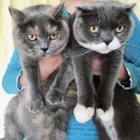 ひなた (@katzechaton) Twitter profile photo