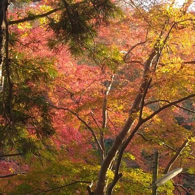 yumeyneko's profile picture. 