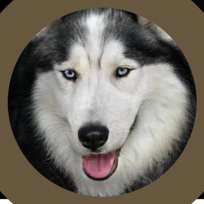 This is Not a Dogさんのプロフィール画像