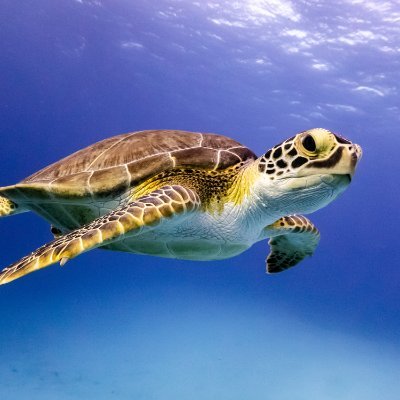 WurLawMarine's profile picture. Account of the academic course #LAW39406 @WURLaw. Course coordinator: @ChiaraMacchi7. RT ≠ endorsements. https://t.co/4LbsKYp7xy…