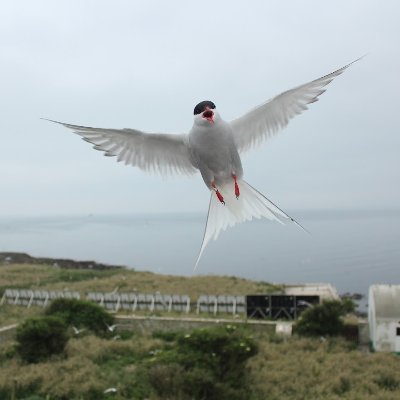 Researcher interested in wildlife conservation, applied ecology/ 
Warden at Coquet Island reserve, RSPB @Natures_Voice
#seabirds, #Gulls, #ecosystem_managment