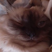hloth (@hlothdev) 's Twitter Profile