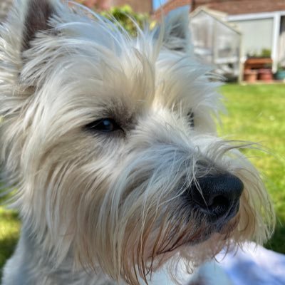 justsandy2u_'s profile picture. Survived menopause and breast cancer. If you don’t like dogs we can’t be friends.